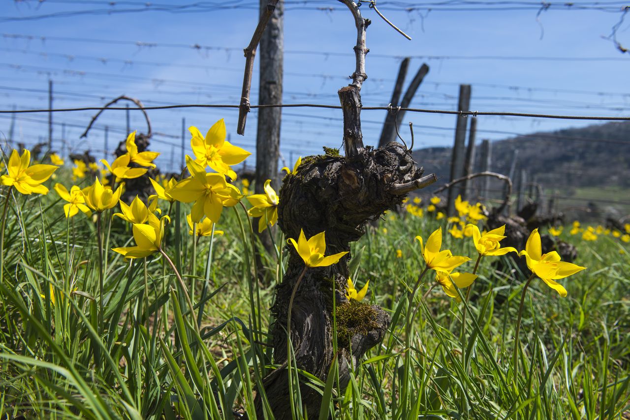 Flore Tulipe de vigne Tul_0380